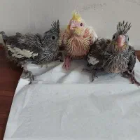 سه عدد جوجه عروس فوق العاده باکیفیت وضمانتی|پرنده|تهران, مطهری|دیوار