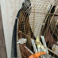 عروس هلندی|پرنده|قم, پردیسان|دیوار