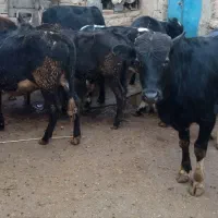 فروش شش راس گوساله سه تا  نر سه تا ماده یک ساله