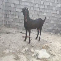 بز دورگ پنجاب