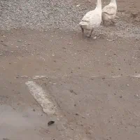 غاز|حیوانات مزرعه|بشاریات, |دیوار