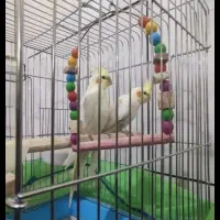 2جفت عروس هلندی با تخم