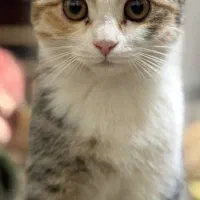 واگذاری گربه فوری (رایگان)