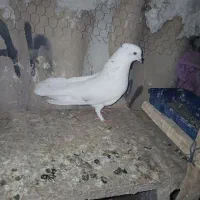 نر سفید کاکولی پرشی عروسک