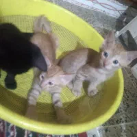 گربه واگذاری رایگان