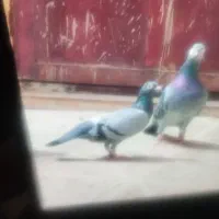 کفتر|پرنده|مشهد, شهرک مهرگان|دیوار