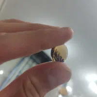 دو عدد سنگ انگشتر شجر