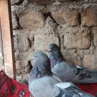 کفتر کبوتر پرشی|پرنده|قم, شهر قائم|دیوار