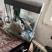 آکواریوم ماهیران کوچک