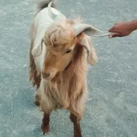 بز نری|حیوانات مزرعه|گافر و پارمون, |دیوار