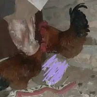 ۳تا خروس یک لاری ۲تامحلی