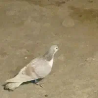 جوجه|پرنده|نیشابور, مازول|دیوار