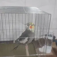 عروس همراه قفس|پرنده|قم, زاویه|دیوار