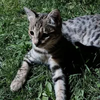 گربه نر