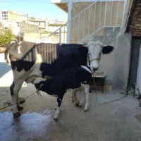 گاو گوساله سیمینتال ماده|حیوانات مزرعه|سرپل ذهاب, |دیوار