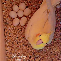 یک جفت عروس هلندی تخمگذار