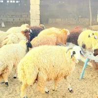 ۱۸عددبره۱۷ماده یک نر داشتی