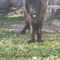 سگ برای فروش