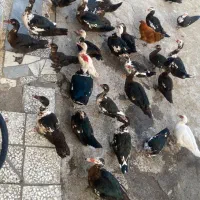 فروش اردک|حیوانات مزرعه|تالش, تالش|دیوار