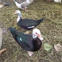 اردک اسرائیلی|حیوانات مزرعه|رشت, حومه رشت|دیوار