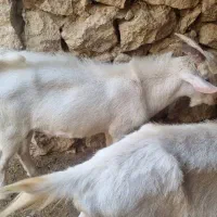 فروش کهره بذری نژاد سانن اصل دوبُر|حیوانات مزرعه|شیراز, شهرک سراج‎|دیوار