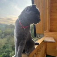 گردو ی خشکلمون اسکاتیش بلو ماده ۱ سالشه|گربه|اسلامشهر, شهرک مفیدی|دیوار