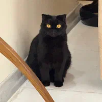 اسکاتیش با شناسنامه واکسیناسون شده