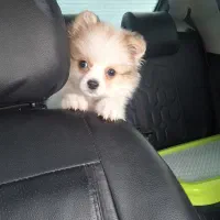 پامرانین نر