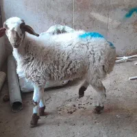 بره ماده نگهداشت یا کشتار|حیوانات مزرعه|مشهد, شهید قربانی|دیوار