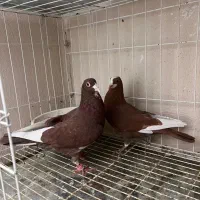 پلنگ سرخ و زرد کرمانی|پرنده|کرمان, |دیوار