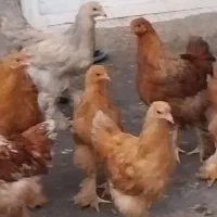 نیمچه مرغ وخروس برهما مفت مفت|حیوانات مزرعه|مشهد, نیزه|دیوار