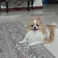 سگ نر و ماده پامرین