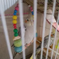 عروس هلندی