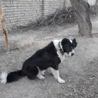 سگ  قدریجونی|سگ|خمین, |دیوار