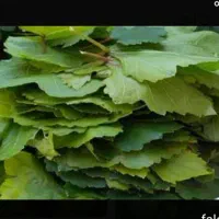 برگ انگور برای دلمه