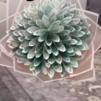 باکس گل و دسته گل|گل مصنوعی|اردبیل, |دیوار