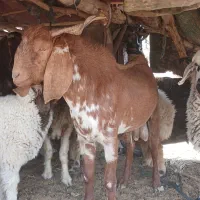 گوسفند فروشی