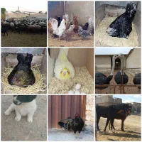 جویای کار با انواع حیوانات