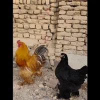 تخم مرغ نطفه دار برهما|حیوانات مزرعه|اصفهان, شهرک کاوه|دیوار