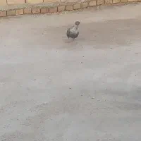 کم سفید سیاه کاکلی باخت دادم کسی گرفته خریدارم