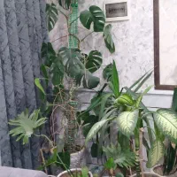 گل اپارتمانی