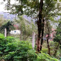 زمین مسکونی باغی ششصد متری توشی ویو ابدی|فروش زمین و ملک کلنگی|سیاهکل, |دیوار