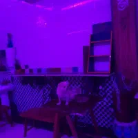 سگ پاپی|سگ|فولادشهر, پارک کوهستان|دیوار