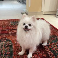 سگ پامر اشپیتز