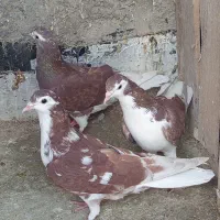 پرنده کفتر مفلق  دمگیر دولا دولا دم قاشقی دوبهر