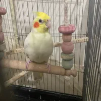 عروس شاه تخم سخنگو