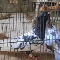 فروش جفت سینه ای عتیقه
