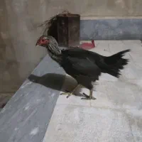 مرغ لاری کرچ