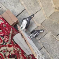 کبوتر|پرنده|زرین دشت (فارس), |دیوار