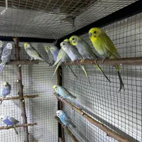 مرغ عشق رینبو رنگین کمانی اورجینال|پرنده|بوکان, |دیوار